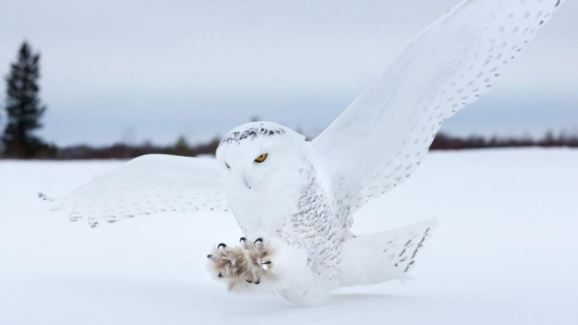 fiche-animale-monde-animal-harfang-des-neiges 1