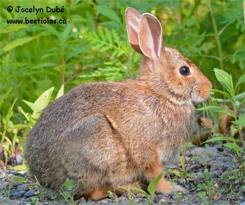 lapin-a-queue-blanche 1