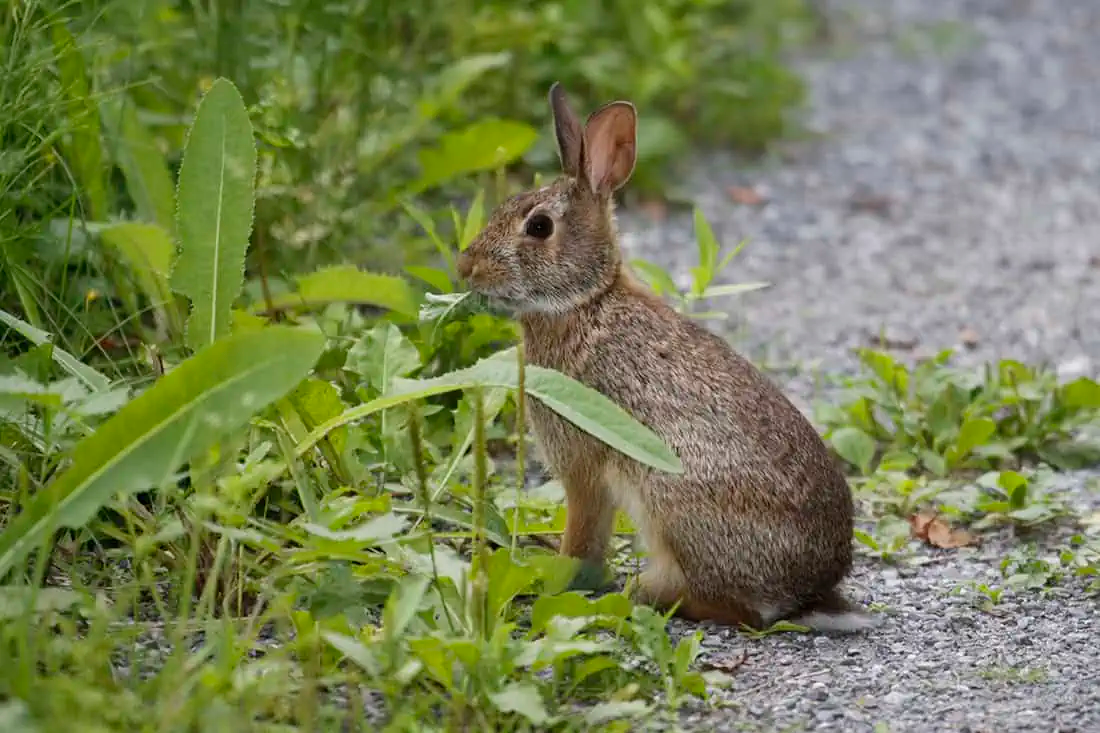 Lapin_RenePelletier_Haute-Resolution 1