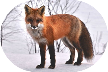 renard 3