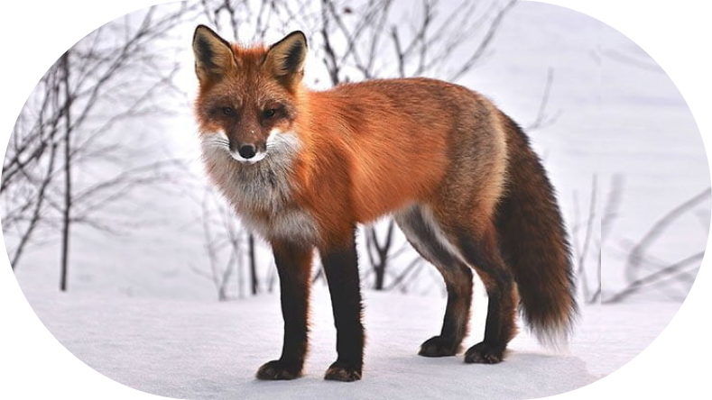 renard 3