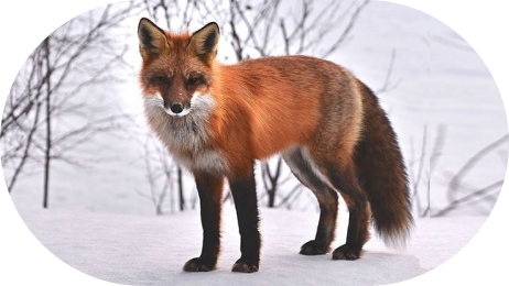 renard 4