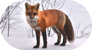 renard 5