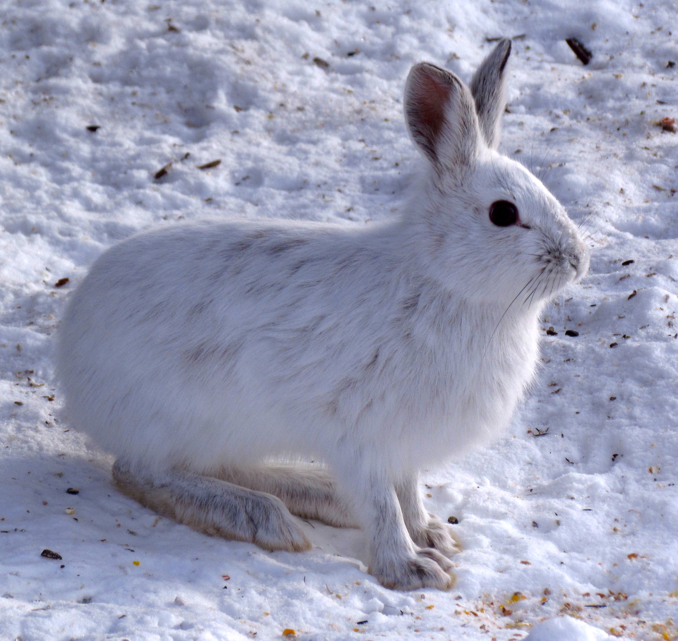 Snowshoe_Hare,_Shirleys_Bay 1