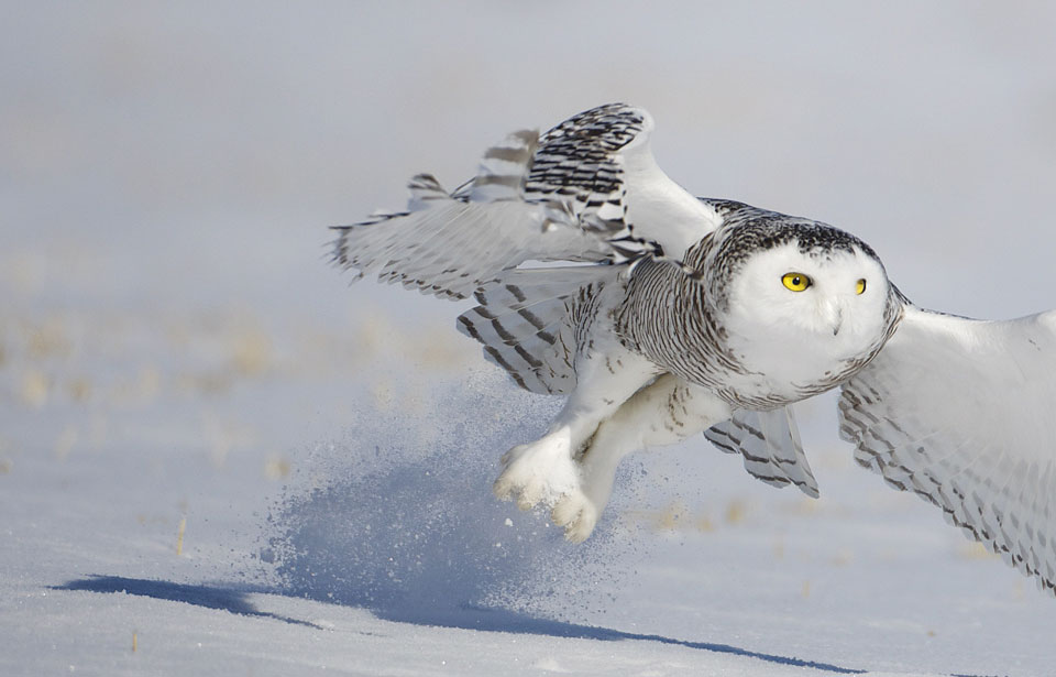 Snowy_Owl 1